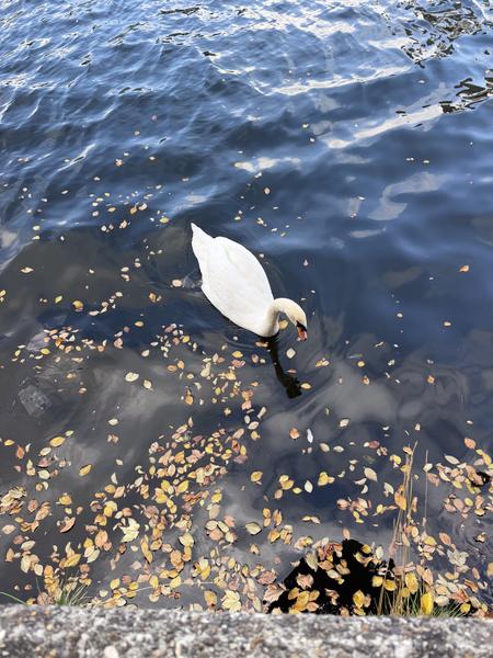 A beautiful white swan gracefully glides through the dark blue water, which is dotted with numerous golden and brown fallen leaves